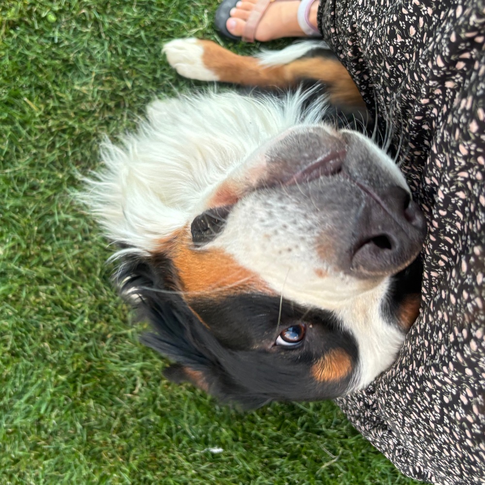 bernese mountain dog male