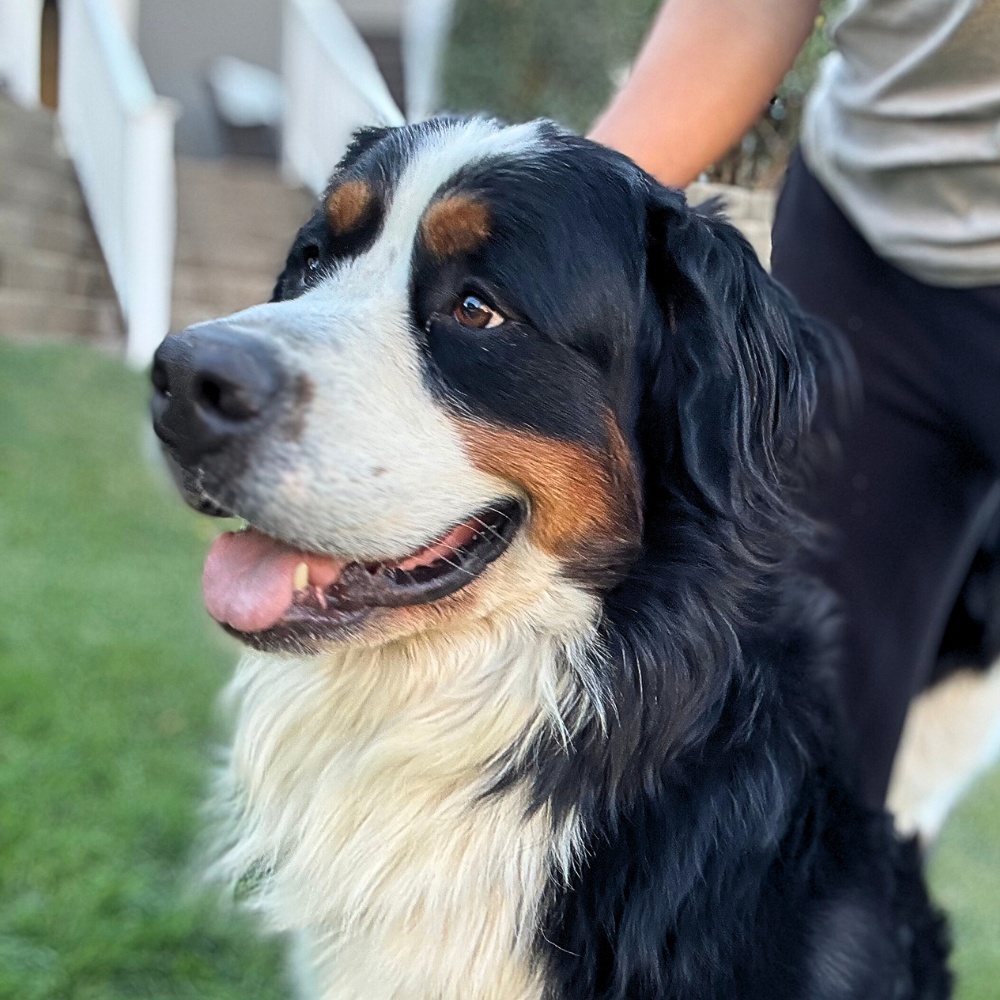 akc bernese mountain dog male