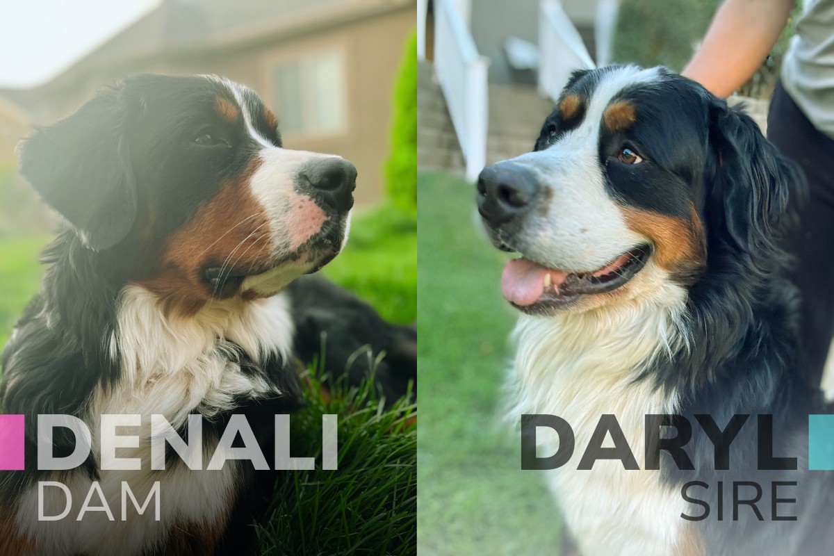 Bernese Mountain Dog Puppies for Sale